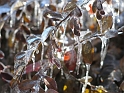 DFW-IcePocalypse-2013_Thaw (71)